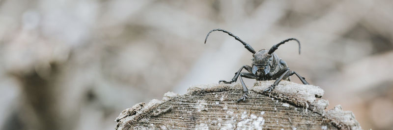 Close-up of grasshopper on log