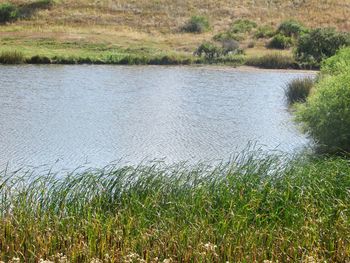 Scenic view of lake