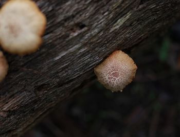 Close-up of mushroom growing on tree trunk