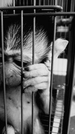 Close-up of dog in cage