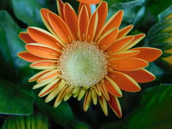 Close-up of orange flower