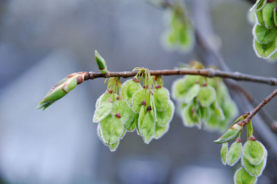 Close-up of elm tree young seeds and new leaf buds