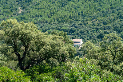 Plants and trees in forest