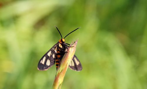 Close-up of butterfly on plant