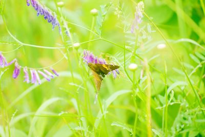 Close-up of butterfly pollinating on purple flower