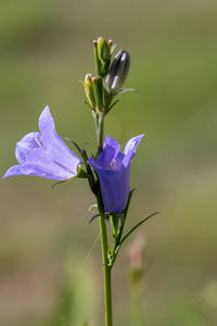 Close-up of purple flowering plant