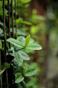 Close-up of fern leaves