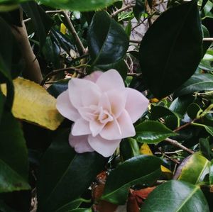 Close-up of flowers