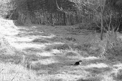 Dog in forest