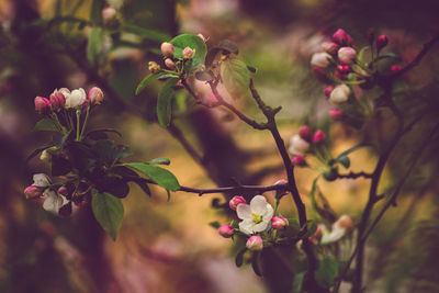 Close-up of pink flowers
