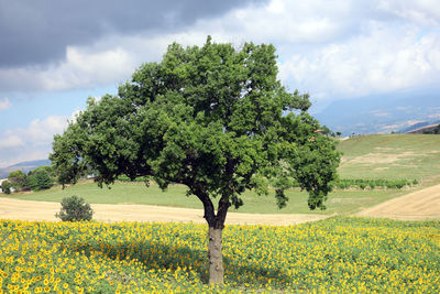 Tree on field against sky