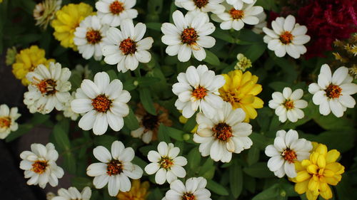 High angle view of flowers blooming outdoors