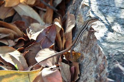 Close-up of dry leaves