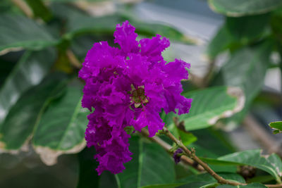 Close-up of purple flowering plant