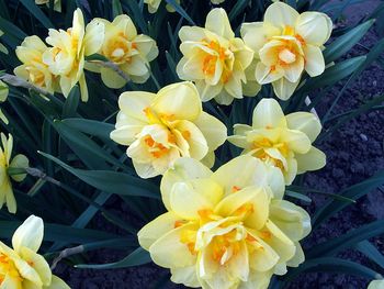 Close-up of yellow flower