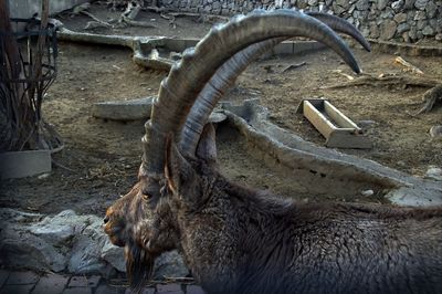 Bog horn goat head in close up