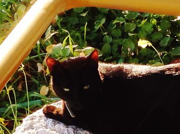 Close-up portrait of cat