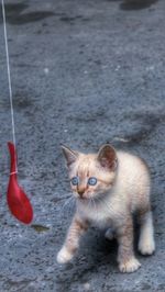 Portrait of cat