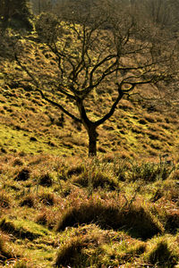 View of bare tree