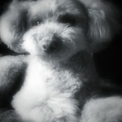 Dog looking away