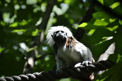 Close-up of monkey sitting on rope in forest