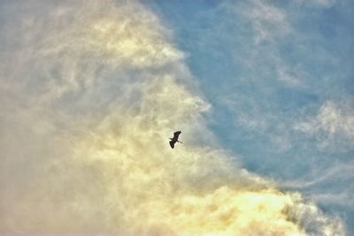 Low angle view of bird flying in sky