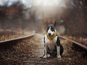 Portrait of dog looking away on land