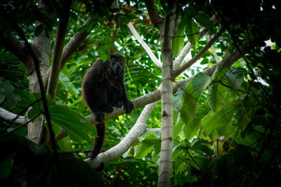 Low angle view of monkey sitting on branch