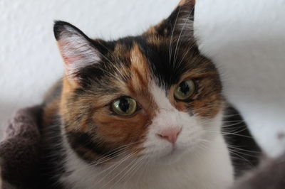 Close-up portrait of cat