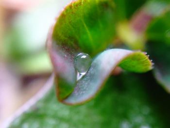 Close-up of insect on plant