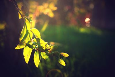 Close-up of yellow flowering plant