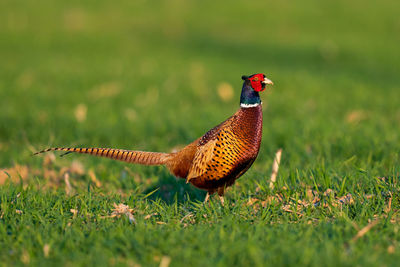 Close-up of a bird on grass