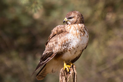 Buzzard sitting on oak pole against natural background in sunshine