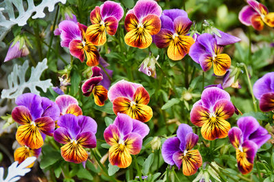 High angle view of purple flowering plants