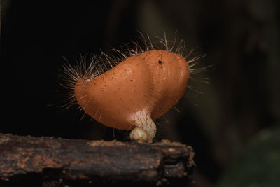 Close-up of a mushroom