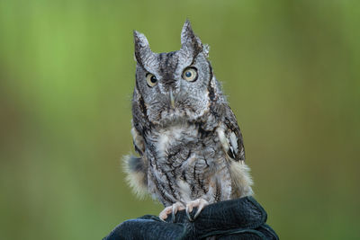 Eastern screech owl poses for your close up portrait on sunny fall day