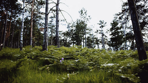 Trees in forest