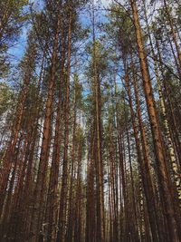 Low angle view of bamboo trees in forest