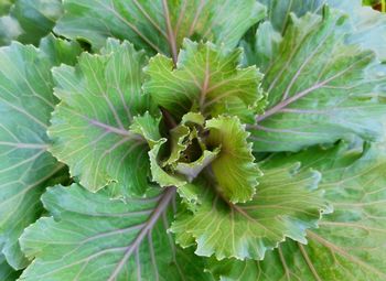 High angle view of fresh green plant