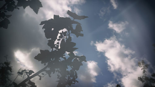 Low angle view of tree against cloudy sky