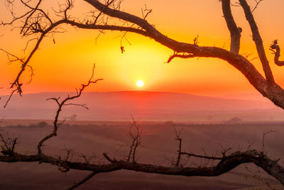 Silhouette bare tree against sky during sunset