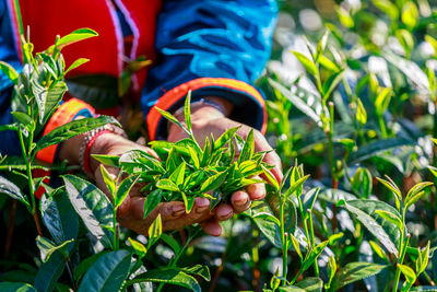 Fine quality green tea leaves in hand old women gardener close-up and sport focus shot