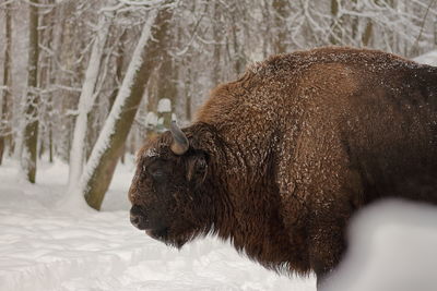 Close-up of bison