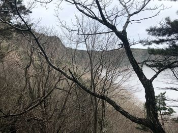 Low angle view of bare tree against sky