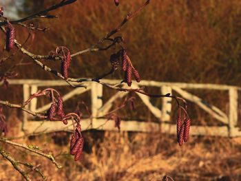 Close-up of red berries hanging on tree