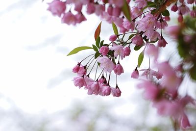 Close-up of pink flowers against sky