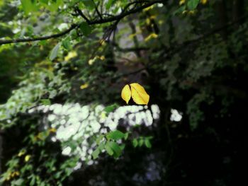 Close-up of yellow flowers
