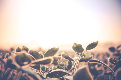 Close-up of leaves at sunset