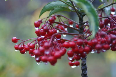 Close-up of red berries growing on tree