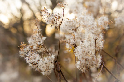 Close-up of plant